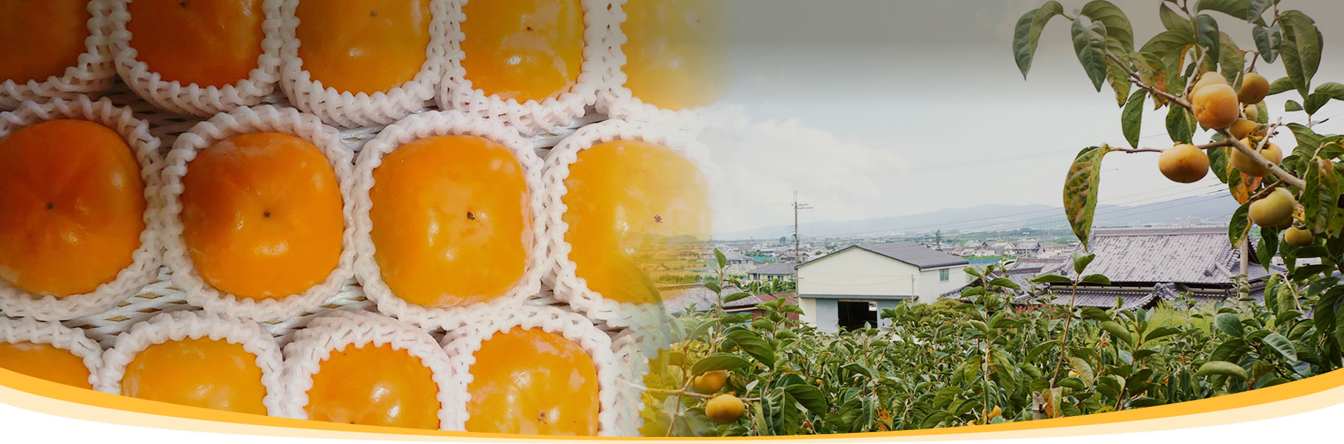 フルーツ王国和歌山のおいしい恵み