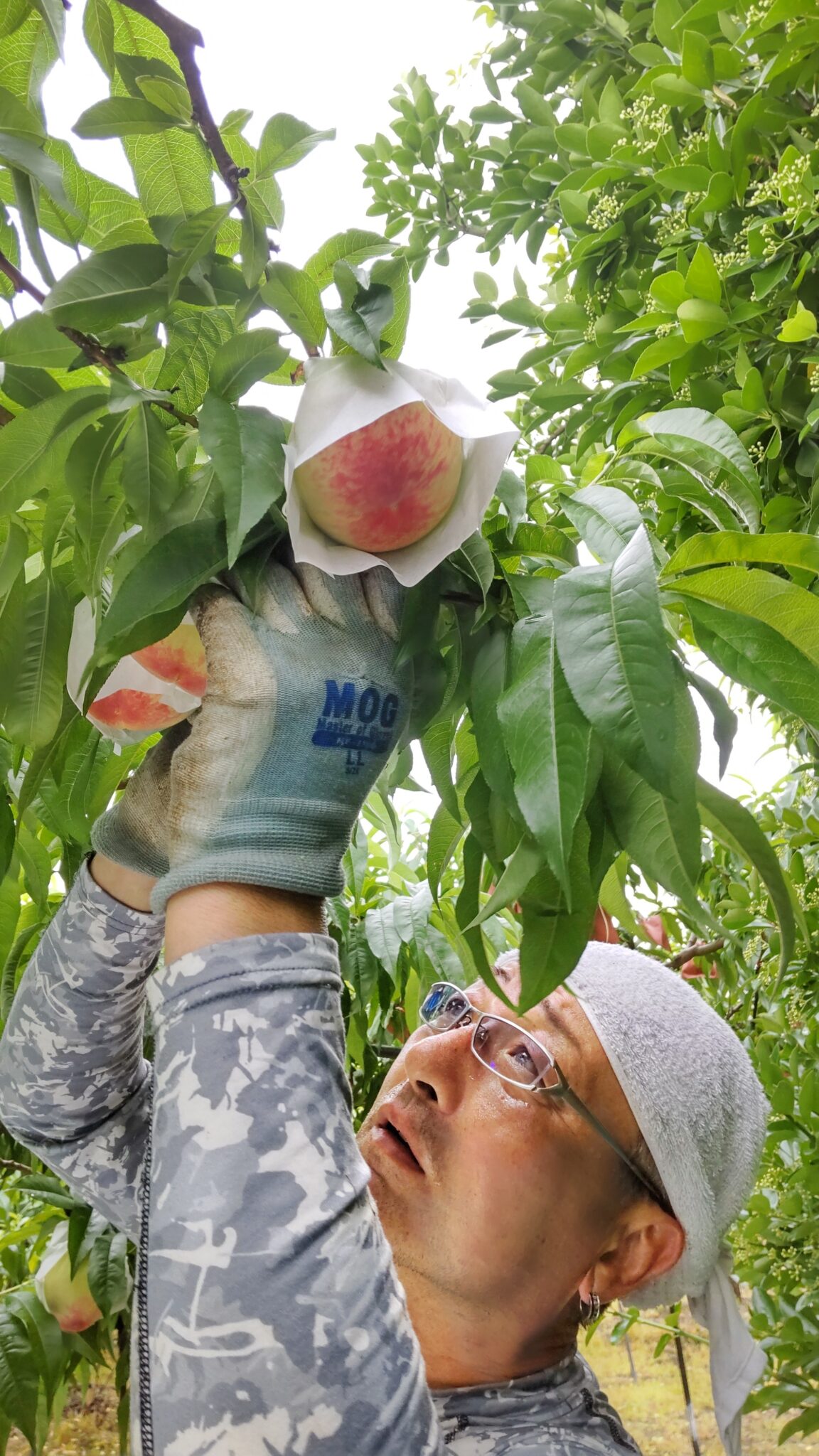 桃の収穫始まりました。