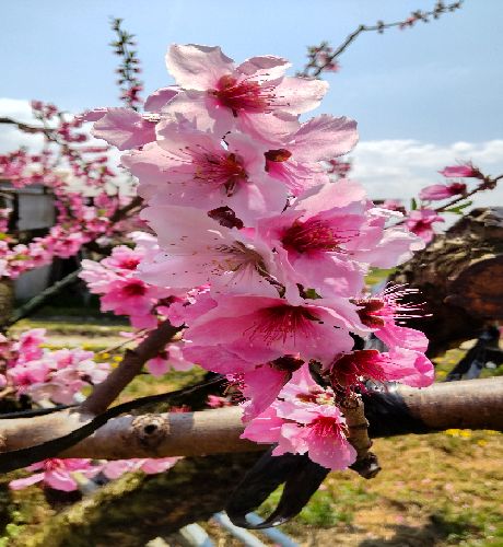 今年も綺麗な花が咲きました。